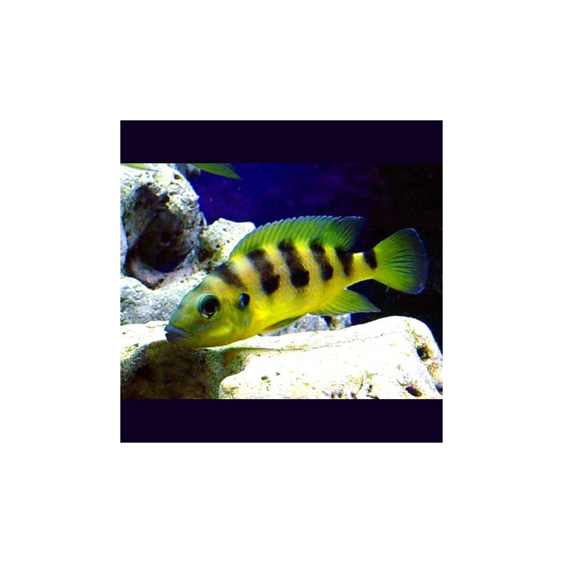 Neolamprologus Sexfasciatus Gold 5-6cm lot de 2    