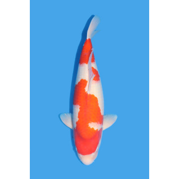 Koï Japon Kohaku Sansai éleveur Ooya taille 62 cm