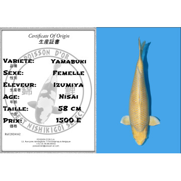 Koï Japon Yamabuki Nisai éleveur Izumiya taille 58 cm