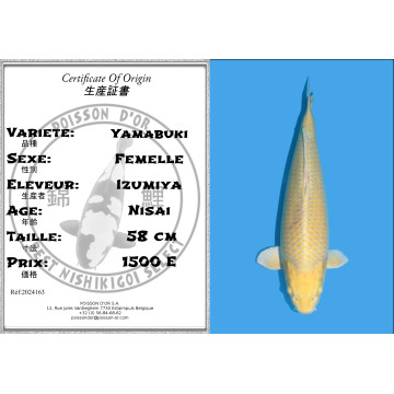 Koï Japon Yamabuki Nisai éleveur Izumiya taille 58 cm