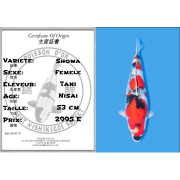 Koï Japon Showa Sansai éleveur Tani taille 53 cm