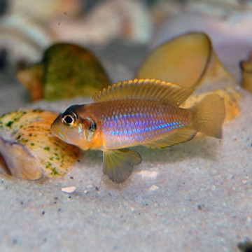 Lamprologus Ocellatus 2-3cm lot de 2