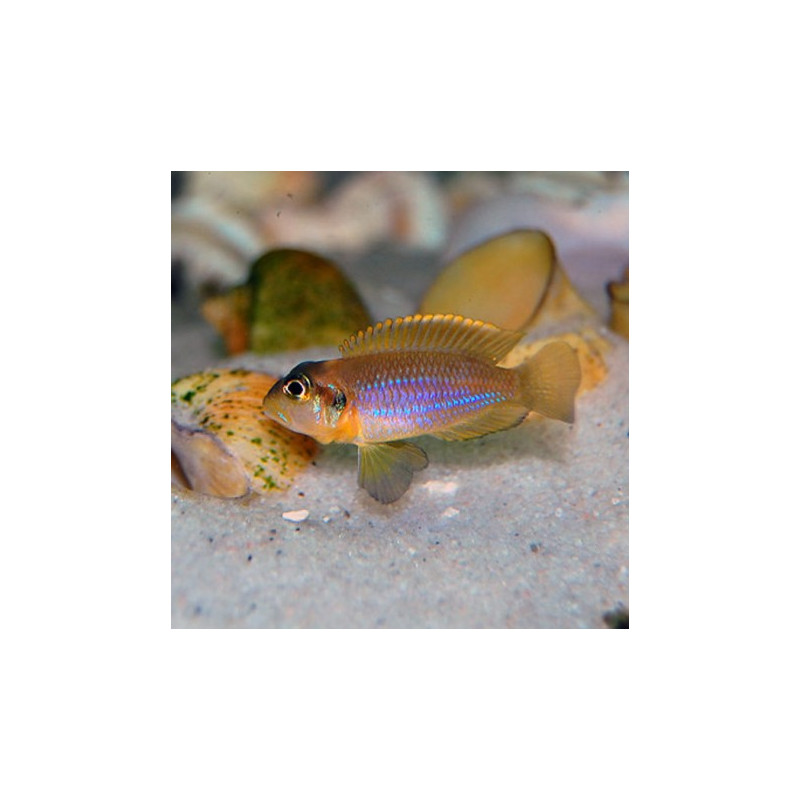 Lamprologus Ocellatus 2-3cm lot de 2