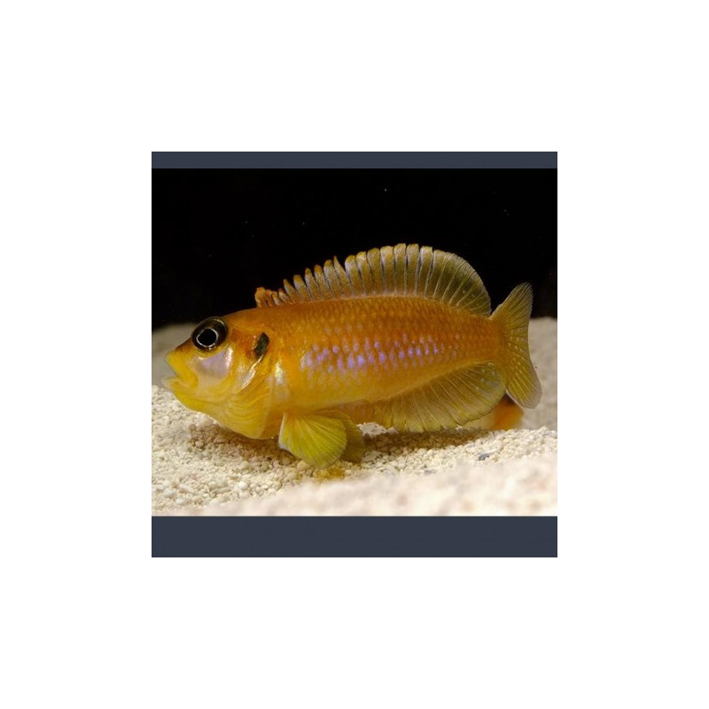 Lamprologus Ocellatus Orange 2-3cm lot de 2