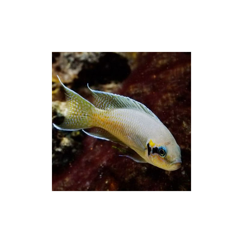 Lamprologus brichardi  lot de 5