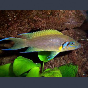 Lamprologus dafodil 4-5cm lot de 5             