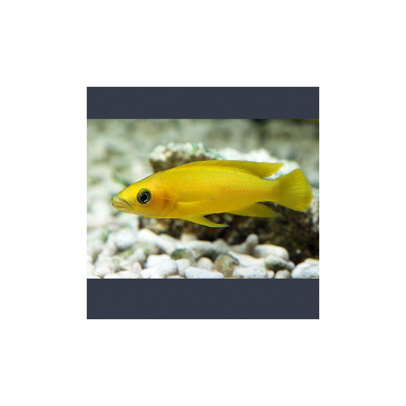 Lamprologus Leleupi 4-5cm lot de 2              