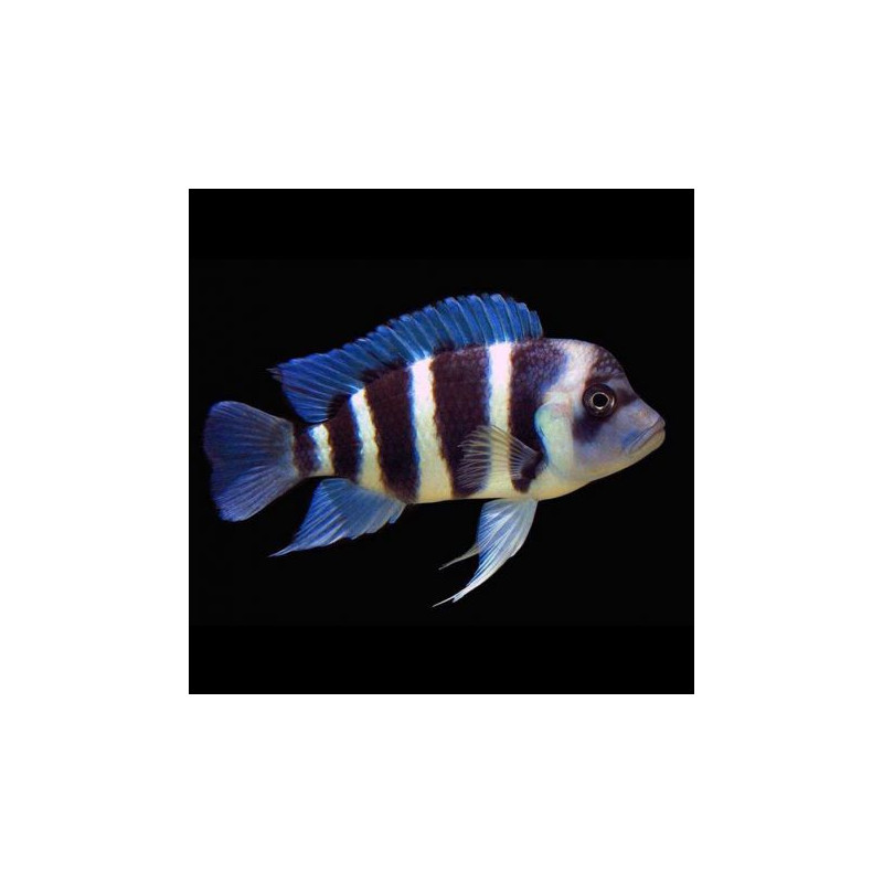 Cyphotilapia Frontosa burundi 2-3 cm lot de 2