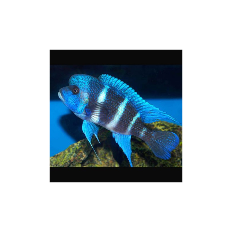 Cyphotilapia Frontosa mpimbwe 8-10 cm lot de 2