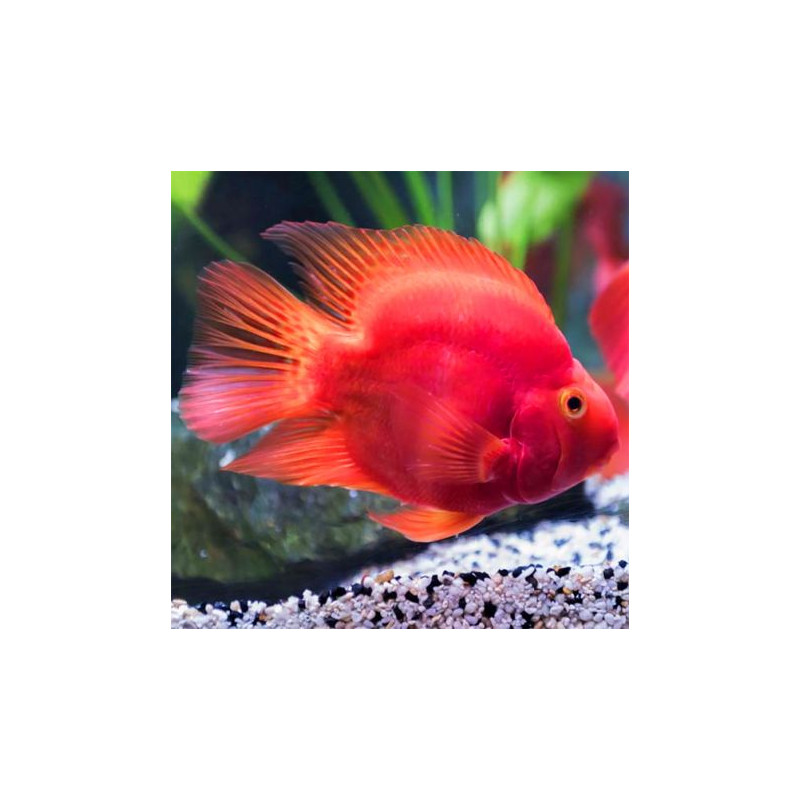 Cichlasoma Perroquet rouge (Red parrot) (6-8 cm)