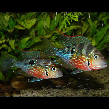 Thorichthys ellioti 5-6 cm lot 2 