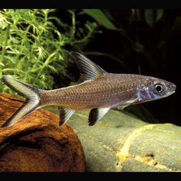 Balantiocheilos Melanopterus requin argenté 10-12 cm