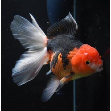 Oranda bicolor rouge et noir lot de 2 7-8 cm