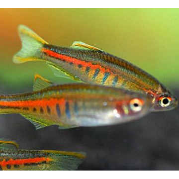 Danio choprae