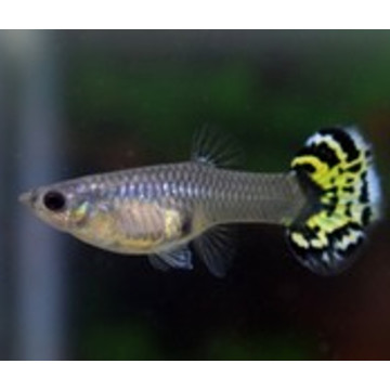 Guppys femelles leopard (Poecilia reticulata) lot de 3