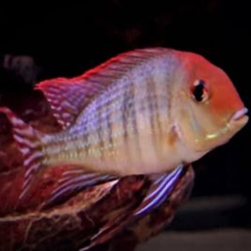 Geophagus red head - rio tapajos le lot de 2