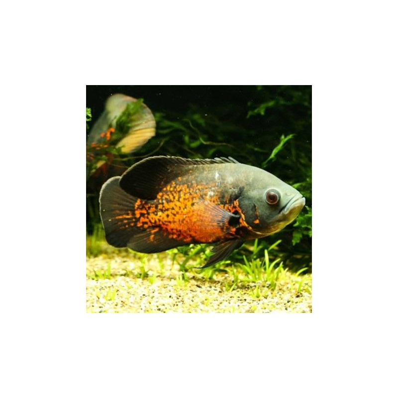 Astronotus Ocellatus rouge 5-7 Cm lot de 2