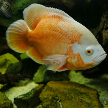 Astronotus Ocellatus Oscar Rouge albino 5-6 cm