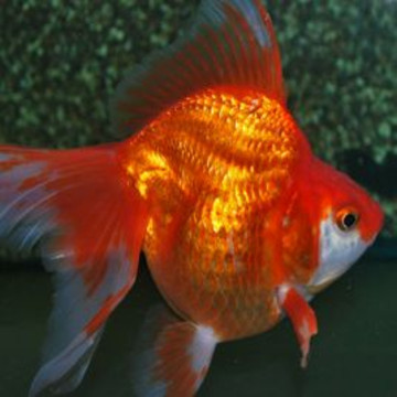 Fantail -Ryukin red 4-5 cm