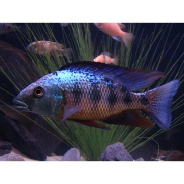 Dimidiochromis Kiwinge le couple 10-12 cm 59,50 €