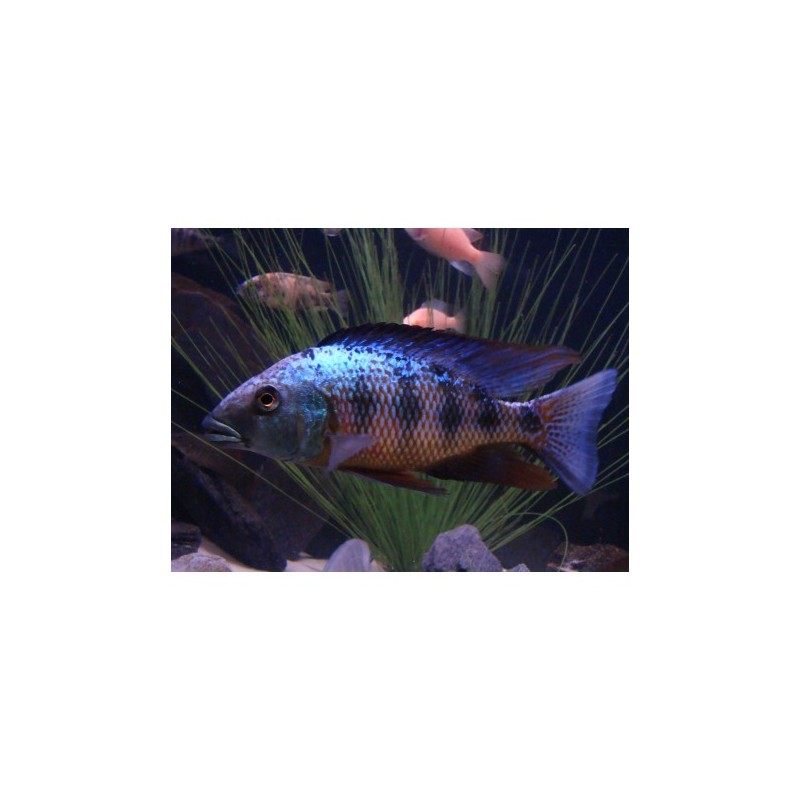 Dimidiochromis Kiwinge le couple 10-12 cm 59,50 €