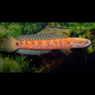 Channa Asiatica Red Stripes 10-12 cm 