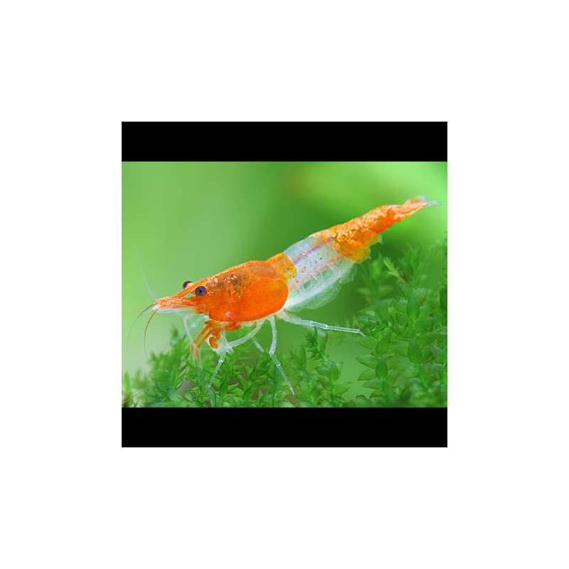 Neocaridinia Denticulata Orange Rili lot de 8