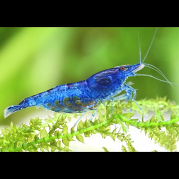 Neocaridina Davidi Blue velvet lot de 10