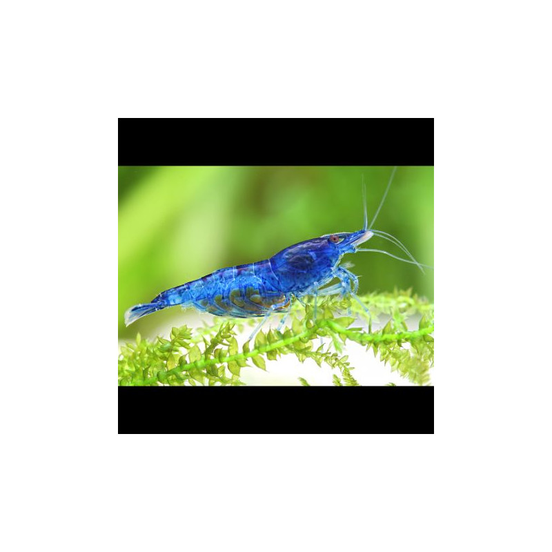 Neocaridina Davidi Blue velvet lot de 10