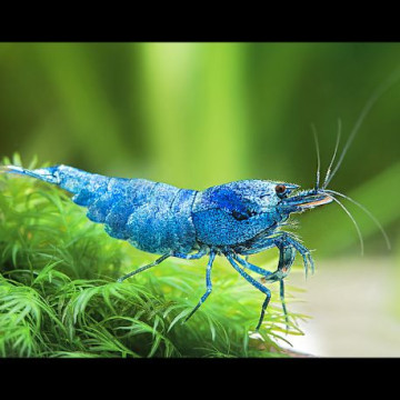 Caridina cantonensis var. Blue Bolt lot de 5