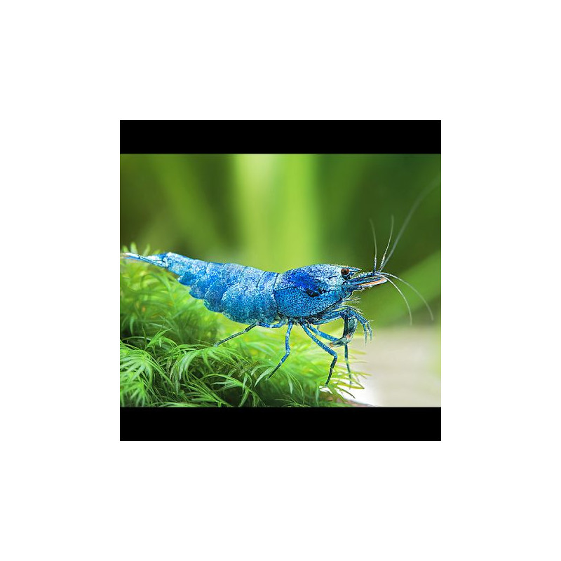 Caridina cantonensis var. Blue Bolt lot de 2