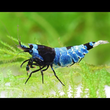 Caridina cf. cantonensis - Blue Panda lot de 5