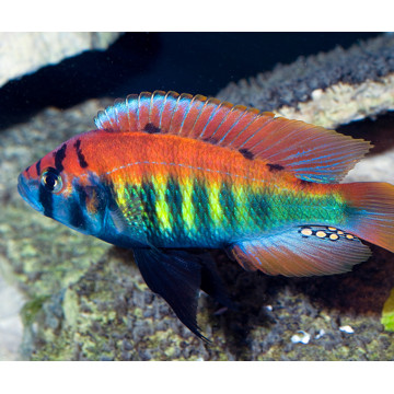 Haplochromis ruby green