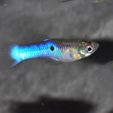 Guppys Endler Japan Blue lot de 5 males +10 femelles