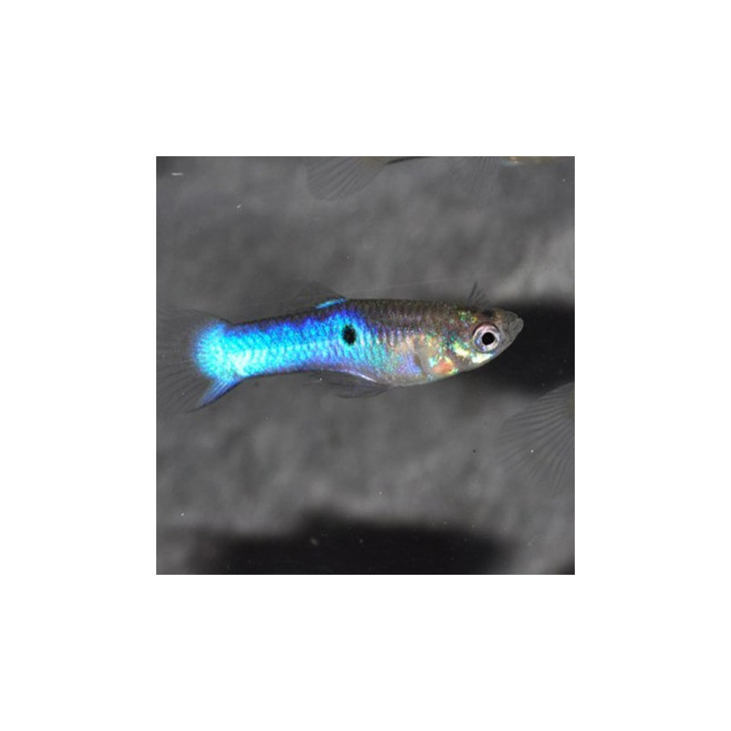 Guppys Endler Japan Blue lot de 5 males +10 femelles