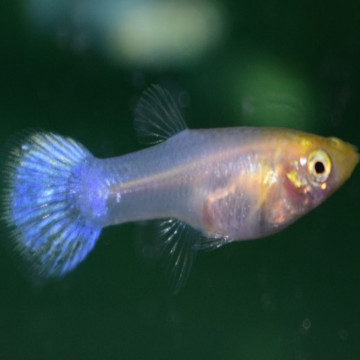 guppy femelle blanche full white