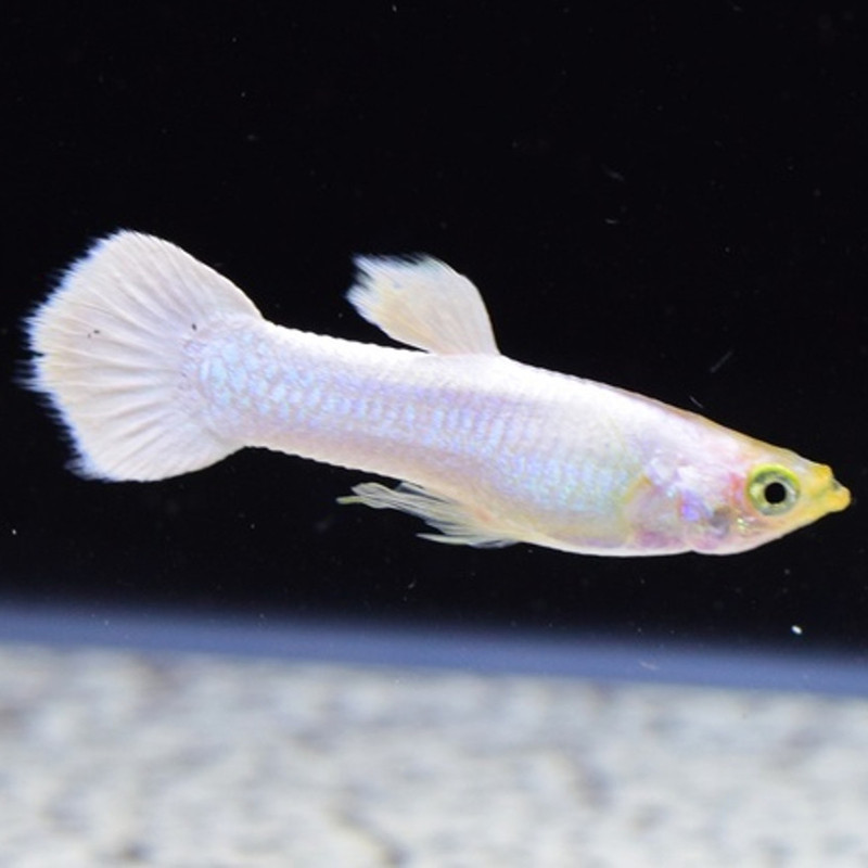 lot de 5 mâles guppy full white