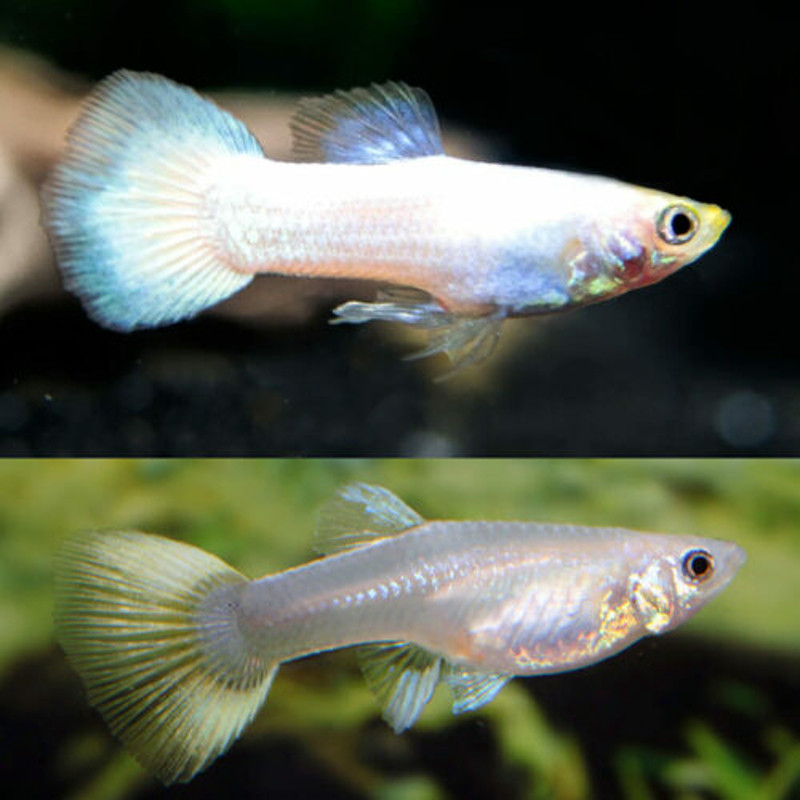 couple guppy blanc