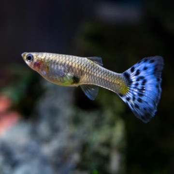 Guppys femelles bleu (nuance de rouge) (Poecilia reticulata)