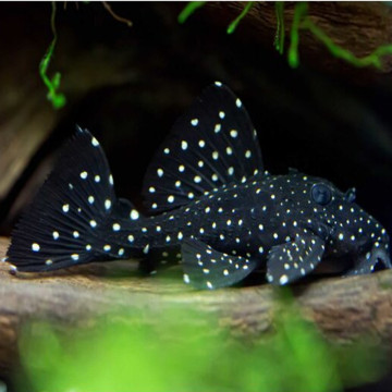 Leporacanthicus galaxias L-007 - Araguaia Tooth nose 6-7 cm