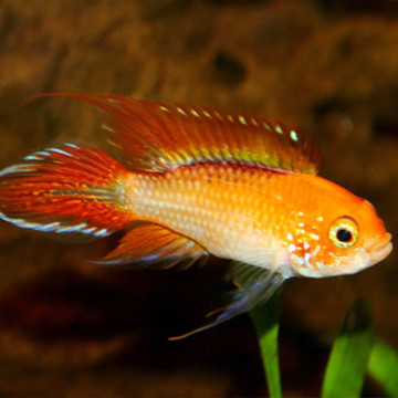 Apistogramma agassizi red Fire XL