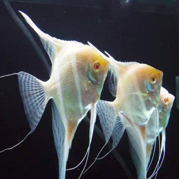 Scalaire dantum albinos XL 10 cm le couple