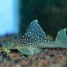 Hemiancistrus Sp L-128- Blue phantom  le lot de 2