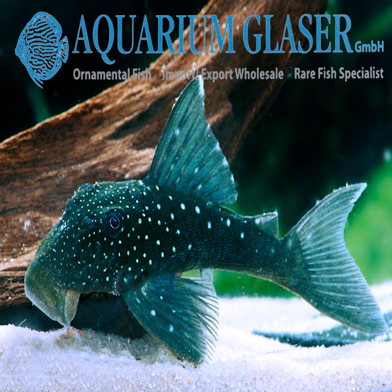 Hemiancistrus Sp L-128 - Blue phantom 10 cm