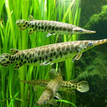 Gar spatula - atractosteus spatula