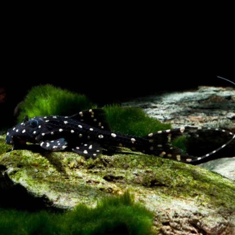 Acanthicus Adonis-L 155 Plécos moucheté blanc 