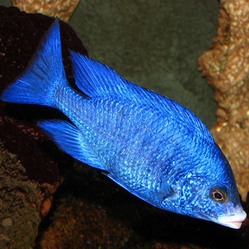 Placidochromis mdoka 7-8cm