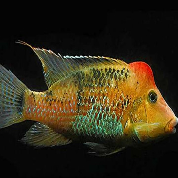 Geophagus steindachneri le lot de 2 14,50 €