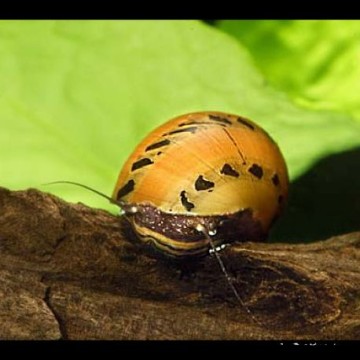 Neritina  Variegata (escargots mangeur d'algues d'eau douce) lot de 3