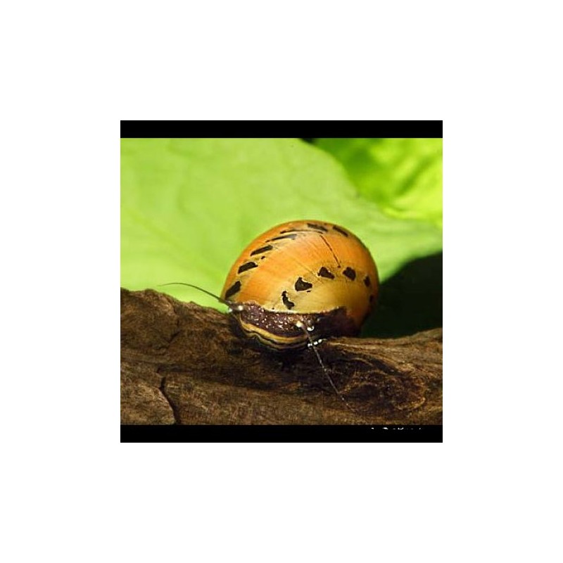 Neritina Turitta zébrés (escargots mangeur d'algues d'eau douce) lot de 20 + 10 offerts